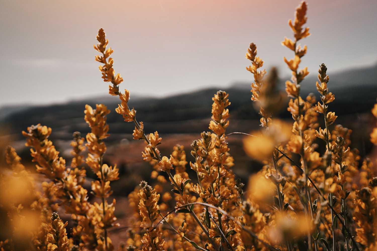 Fynbos flowers