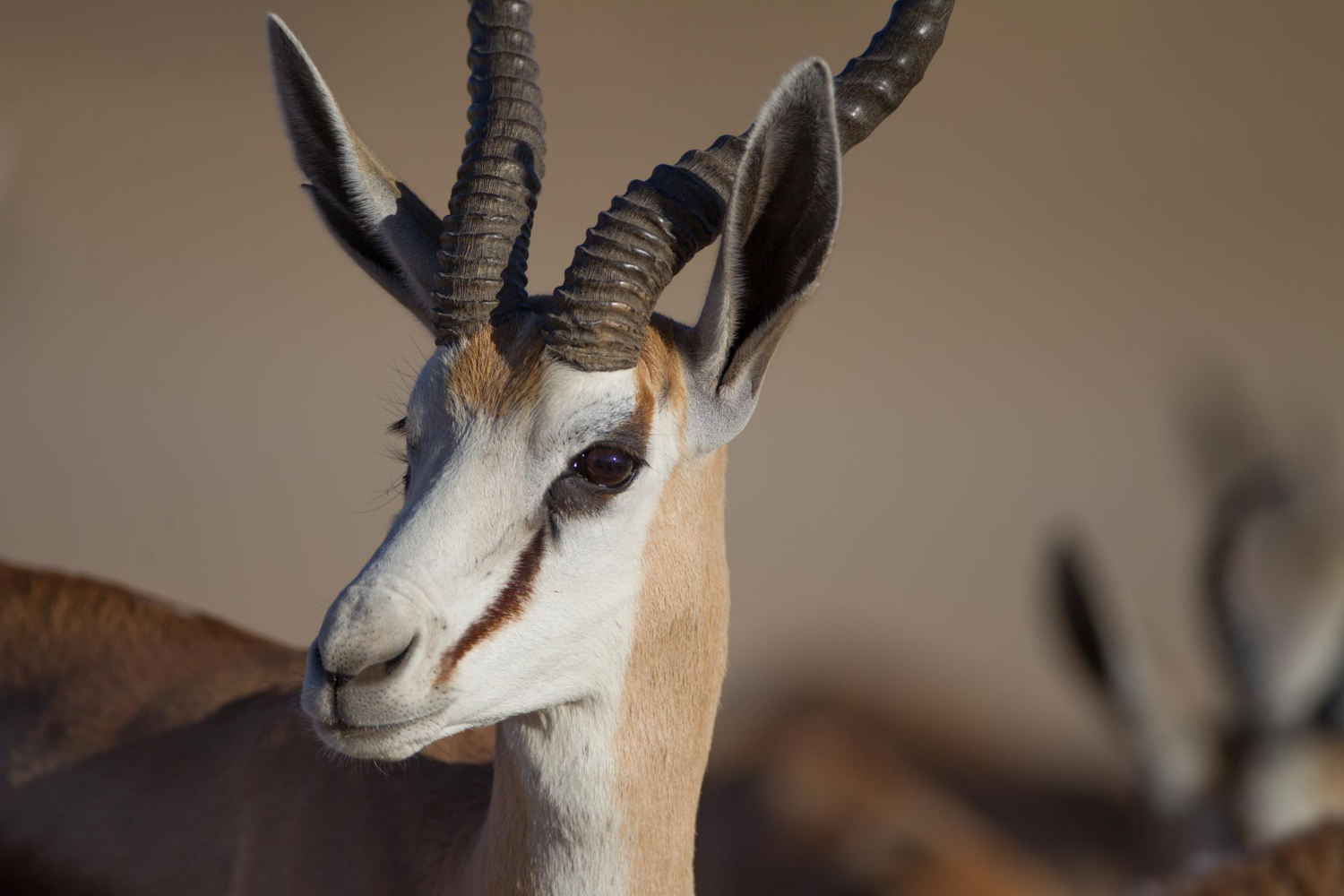 Springbok